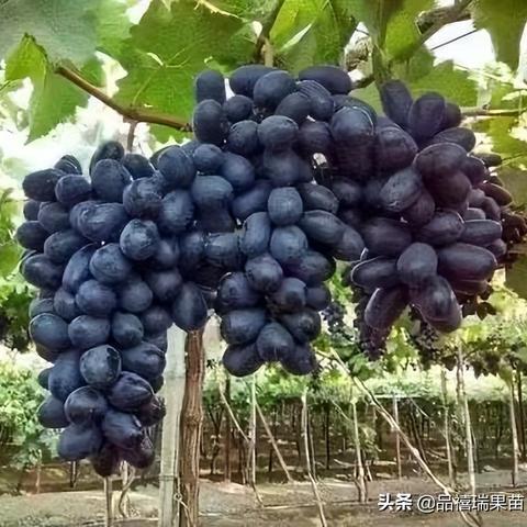 (零下记忆完美结局是什么)为什么《零下记忆》这部电影被下架了？了解导致下架的原因