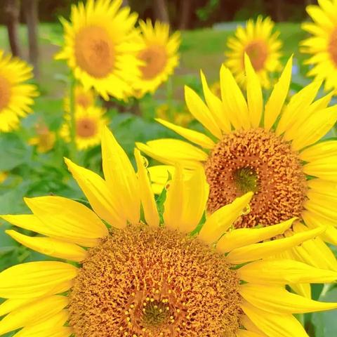 (繁花似锦手机壁纸)繁花似锦手游oppo：绚丽花海中畅游，探寻无尽乐趣与惊喜
