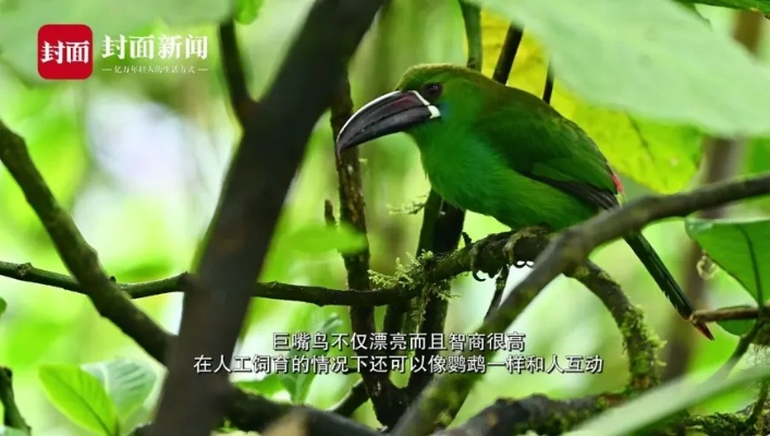 2024新奥正版资料大全|探索生活中的细腻瞬间_MP.3.532