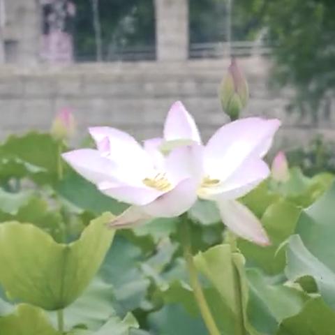 新澳门最精准免费大全|探索信息分享新途径_先锋版.0.340